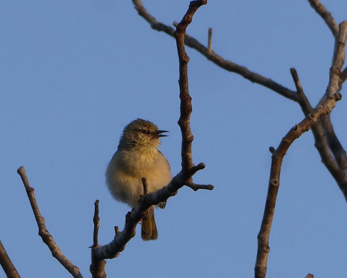 Ереса смугастогорла (підвид pallidior) - ML644073274