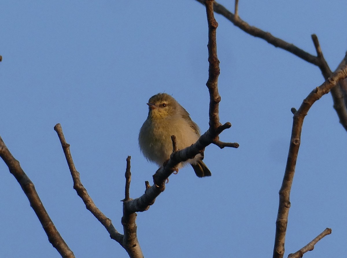 Ереса смугастогорла (підвид pallidior) - ML644073275