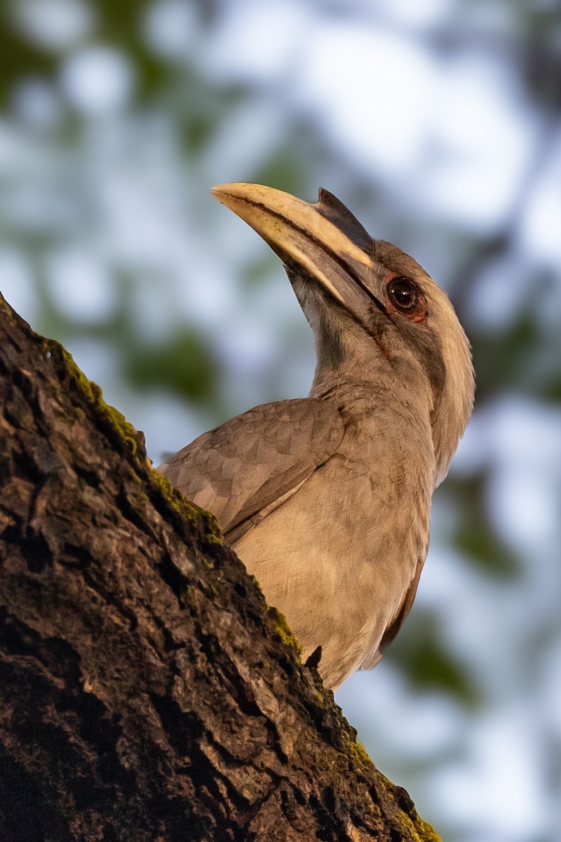 Indian Gray Hornbill - ML644073277