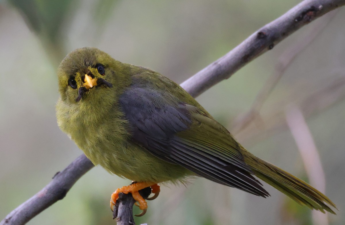 Bell Miner - ML644073278