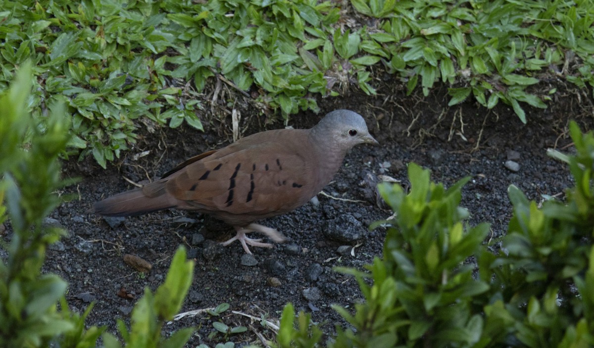 Ruddy Ground Dove - ML644073283
