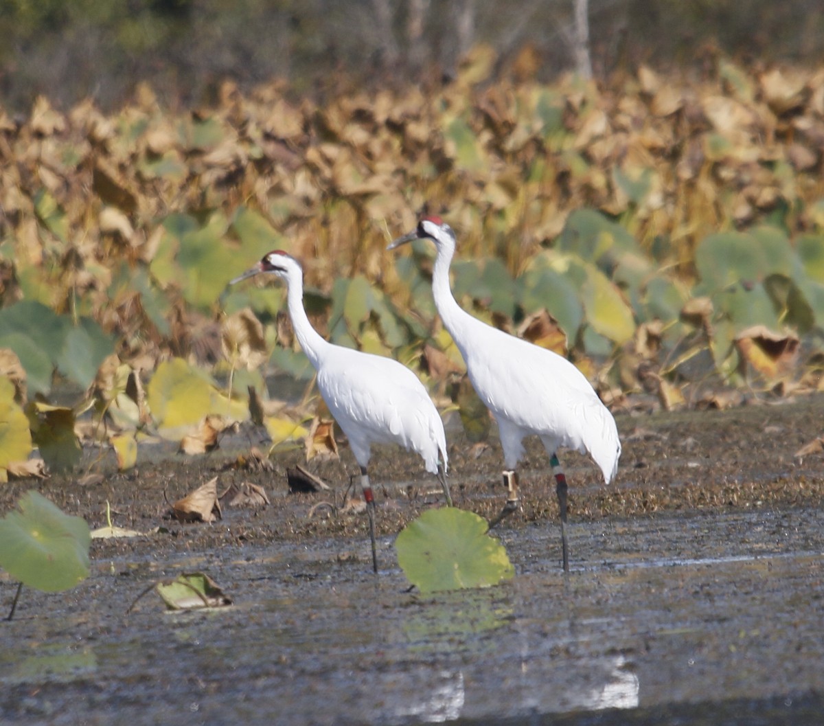 Kurrilo zuria - ML644073287