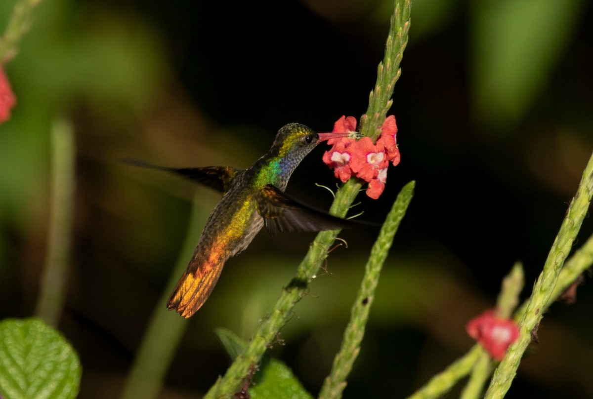 Blue-throated Goldentail - ML644073290