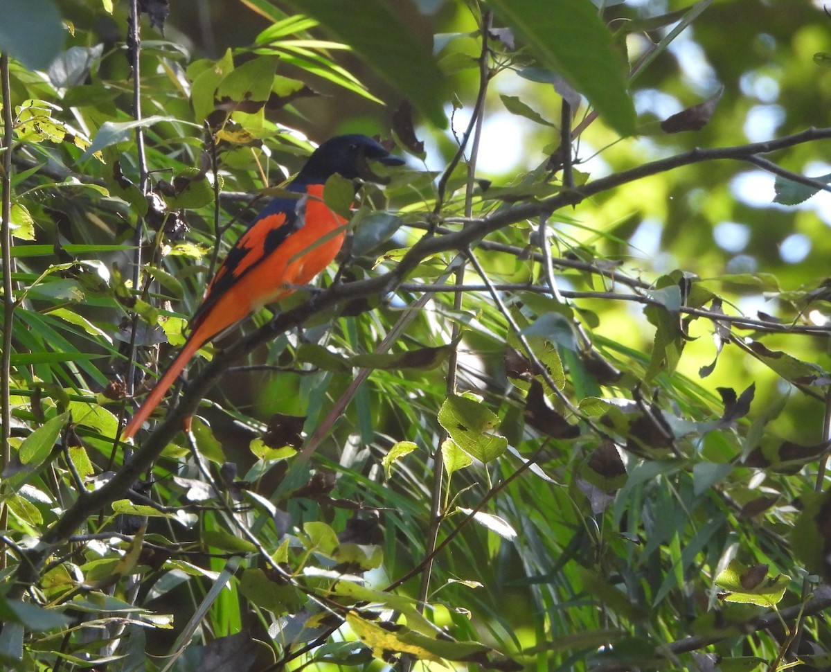 Scarlet Minivet - ML644073291