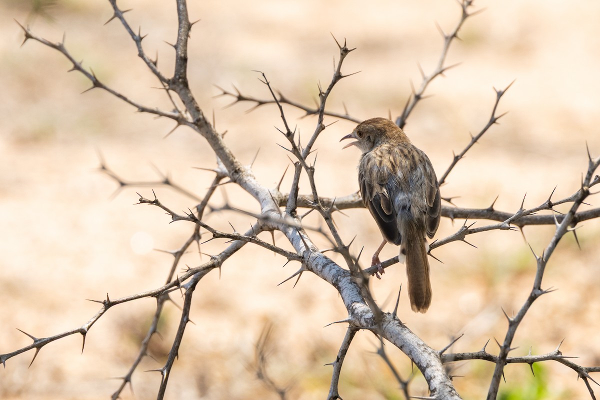 Rattling Cisticola - ML644073302