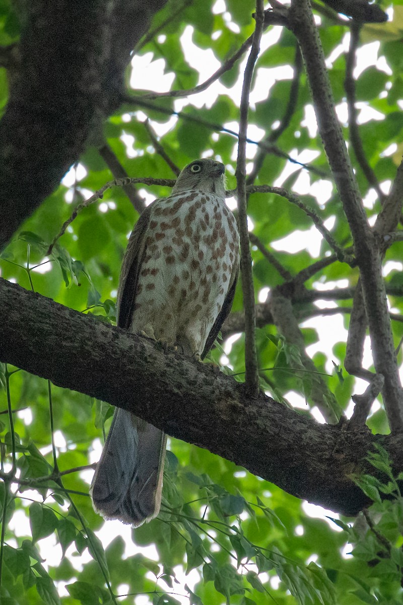 Shikra - ML644073308