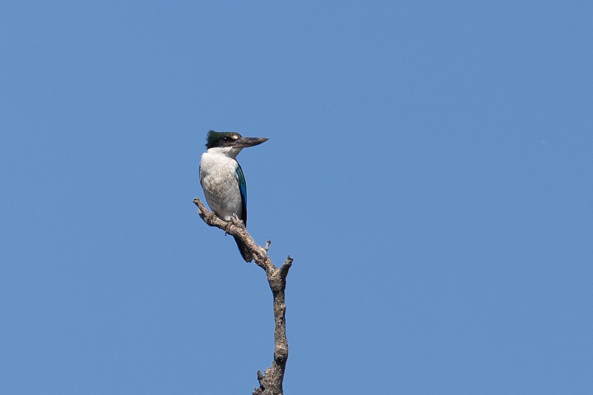 Torresian Kingfisher - ML644073311