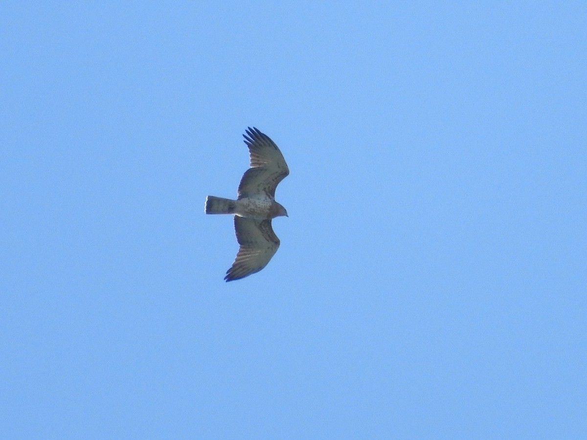 Short-toed Snake-Eagle - ML644073322