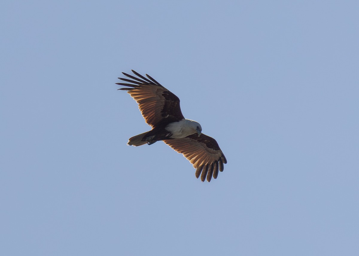 Brahminy Kite - ML644073327