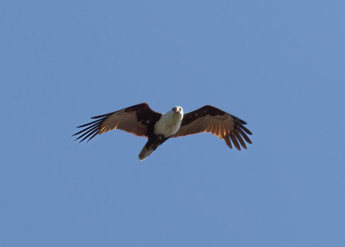 Brahminy Kite - ML644073328