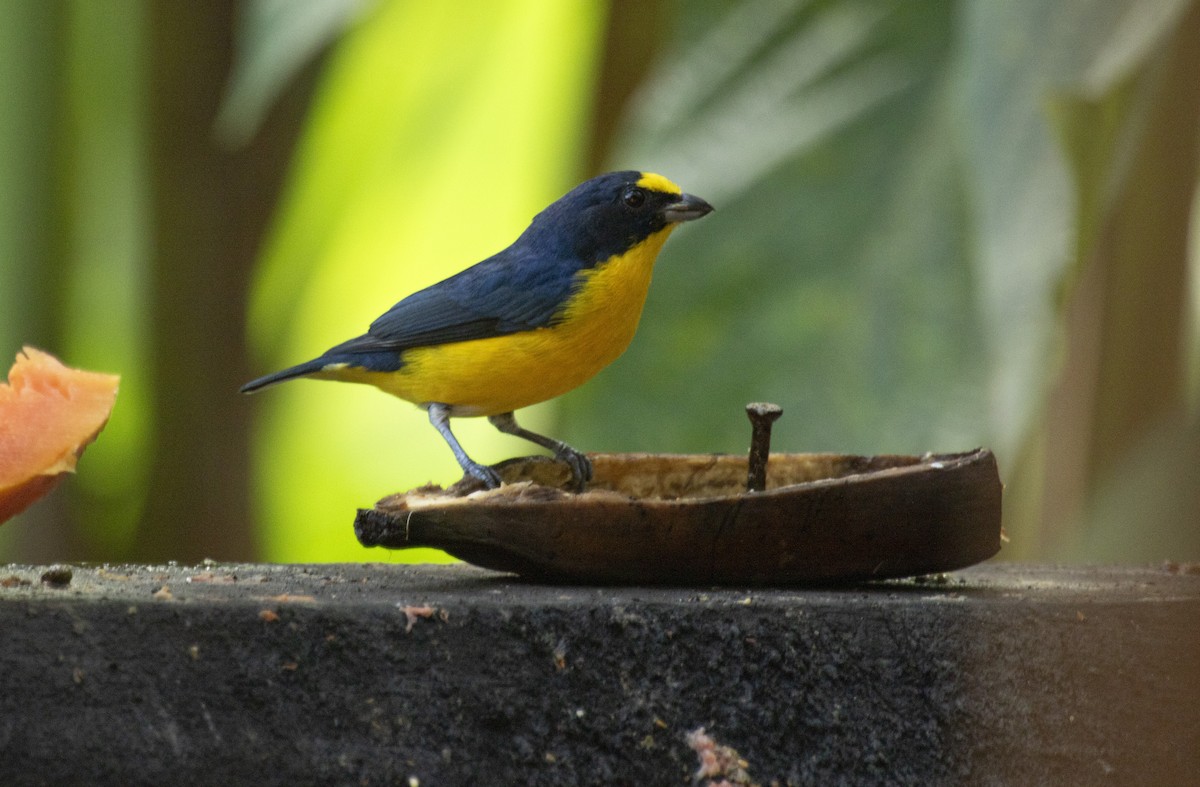 Yellow-throated Euphonia - ML644073330