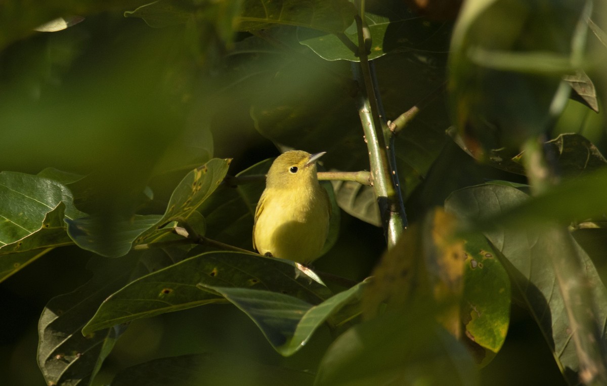 Yellow Warbler - ML644073344