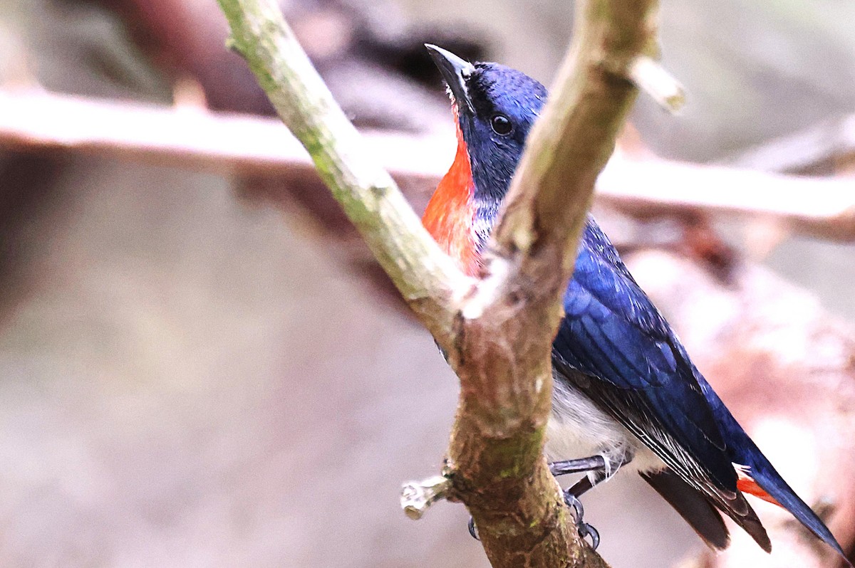 Mistletoebird - ML644073345