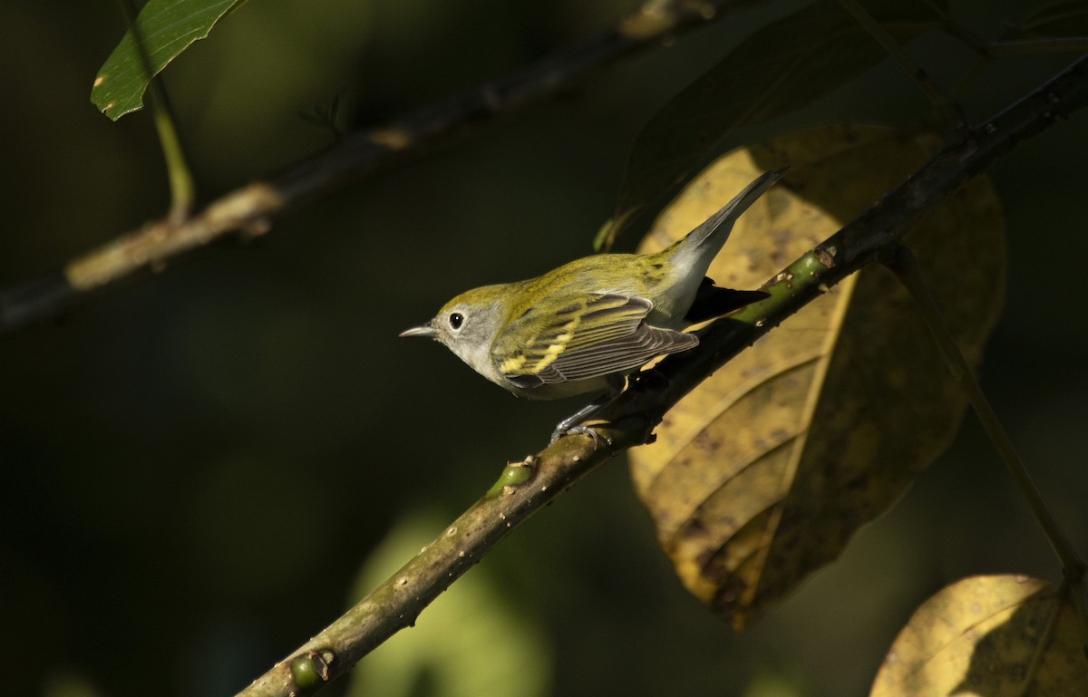 Chestnut-sided Warbler - ML644073349