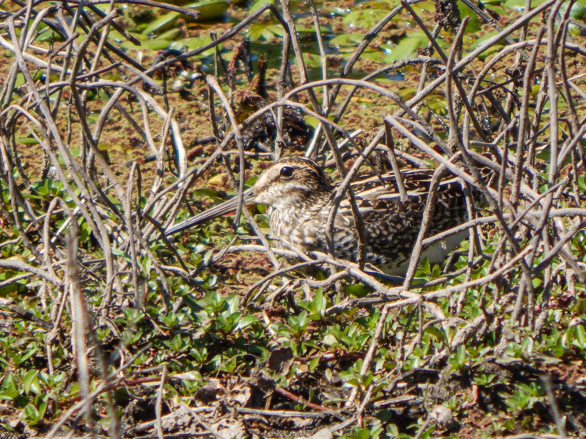 Pantanal Snipe - ML644073350