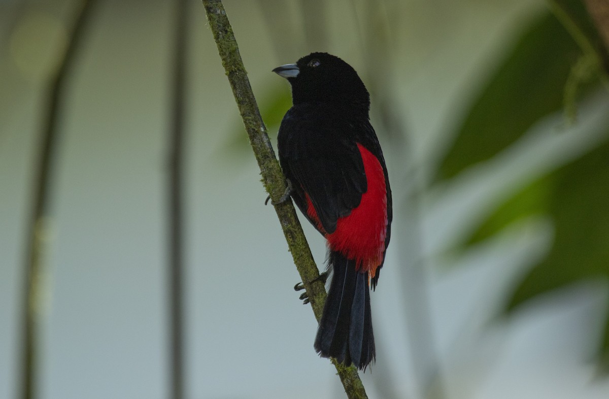 Scarlet-rumped Tanager - ML644073353