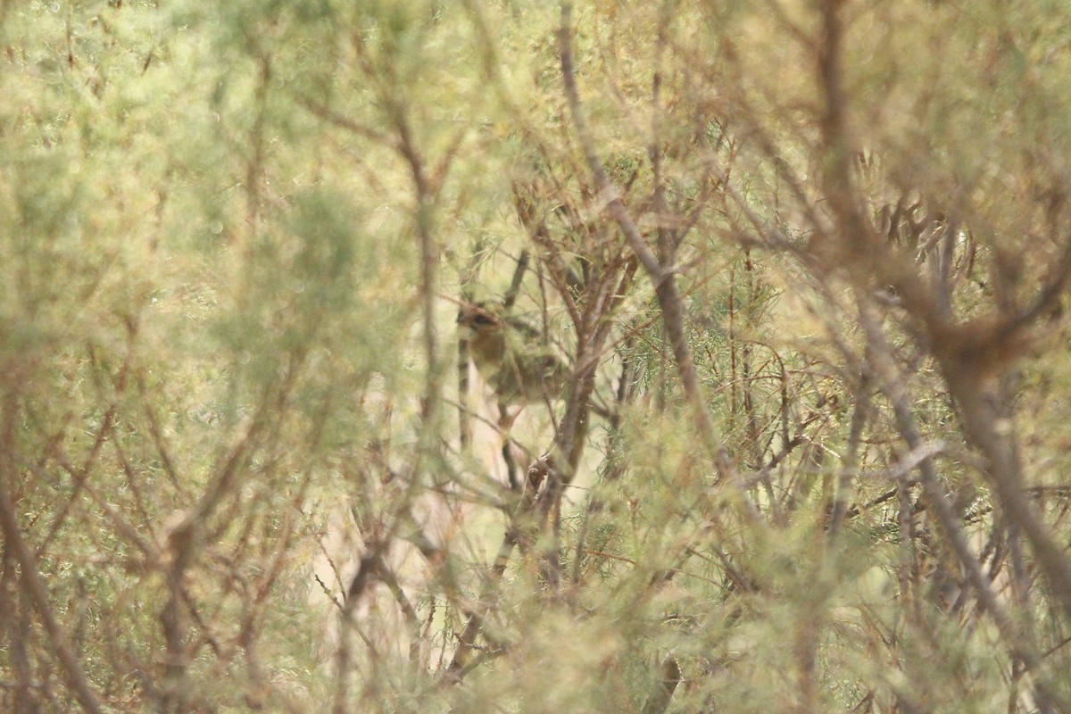 ノドグロイワヒバリ - ML644073367