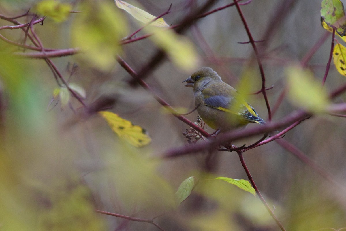 European Greenfinch - ML644073369
