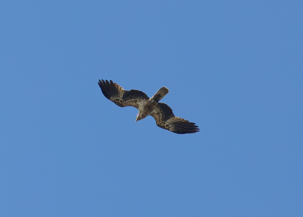 Whistling Kite - ML644073373