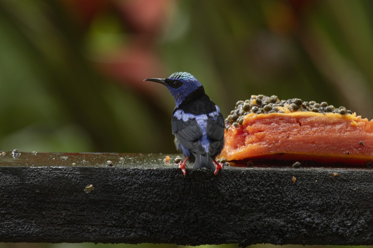 Red-legged Honeycreeper - ML644073374