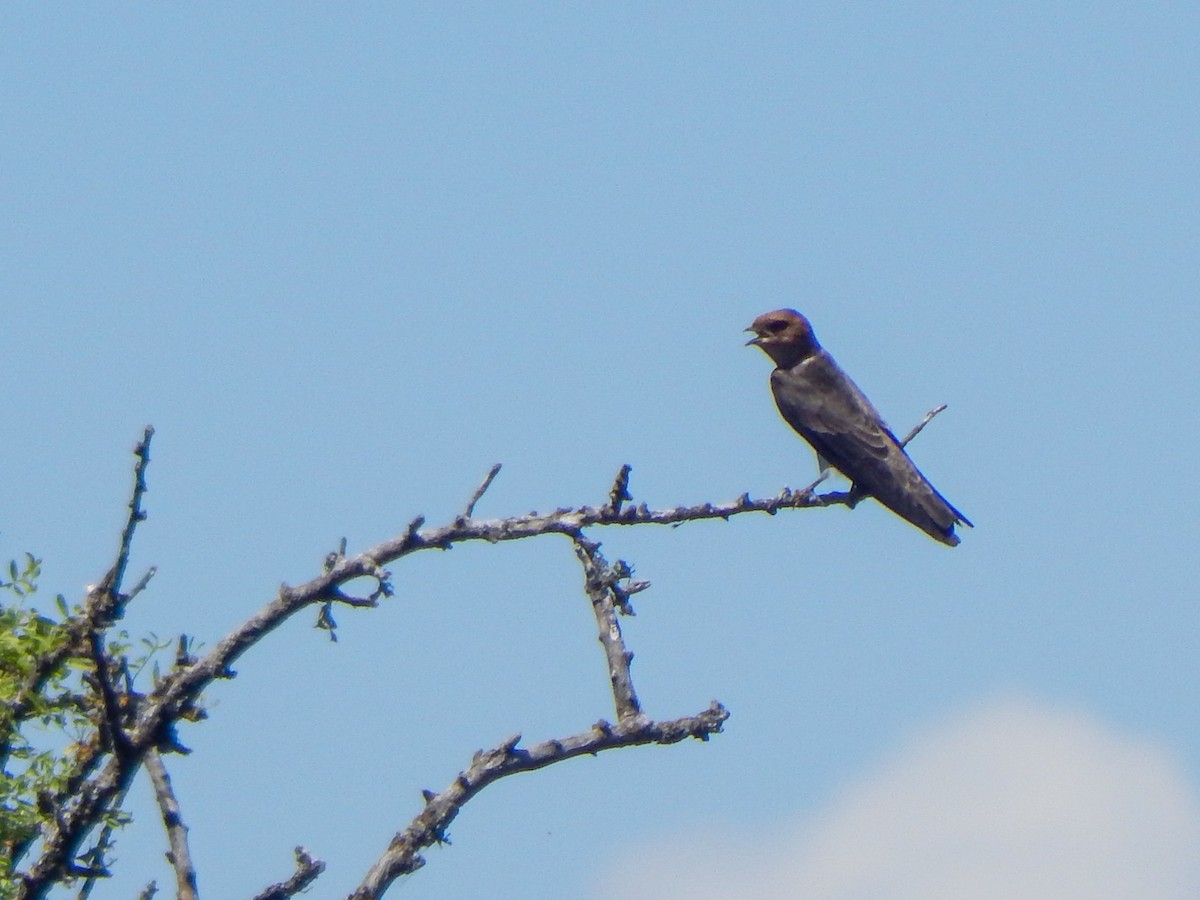 Hirondelle fardée - ML644073377