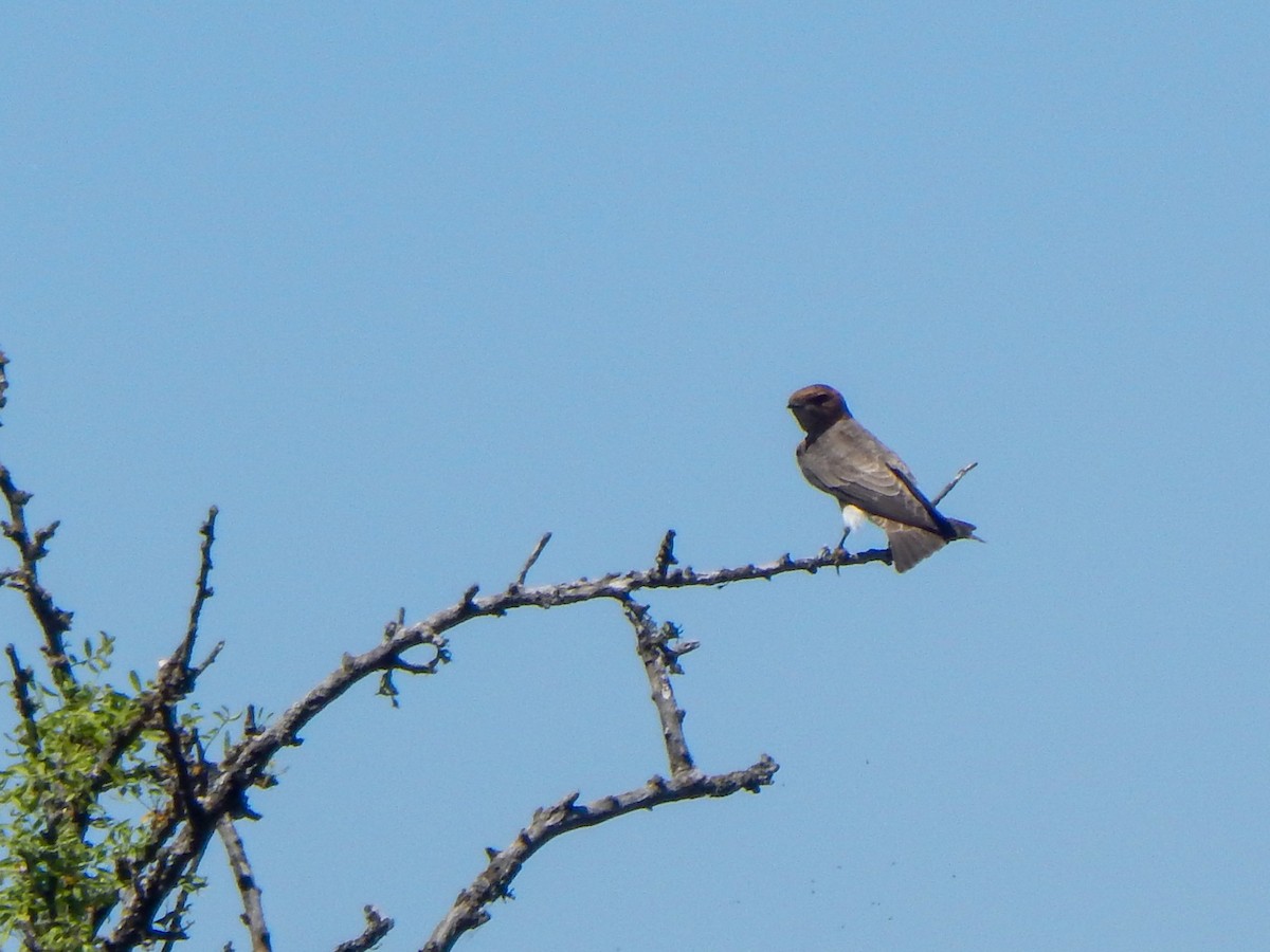 Hirondelle fardée - ML644073378