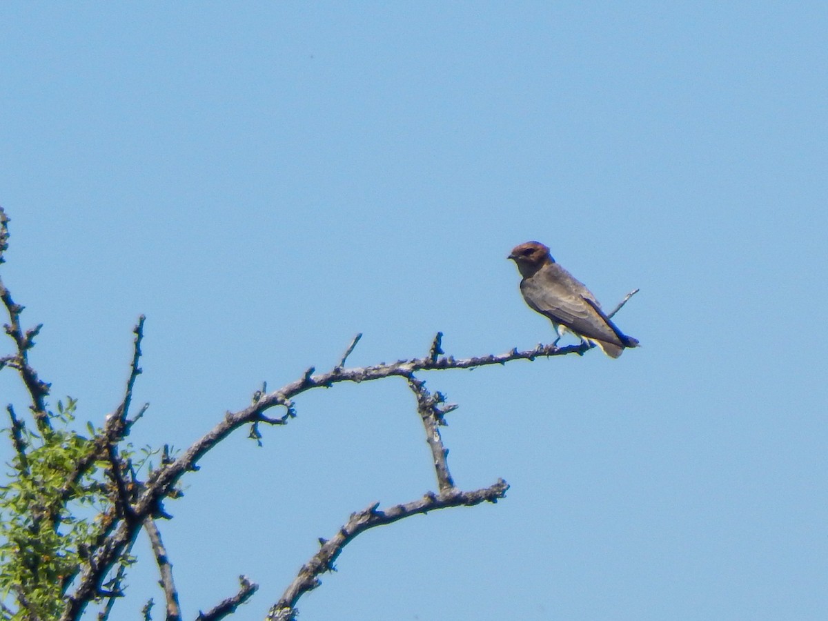Hirondelle fardée - ML644073379
