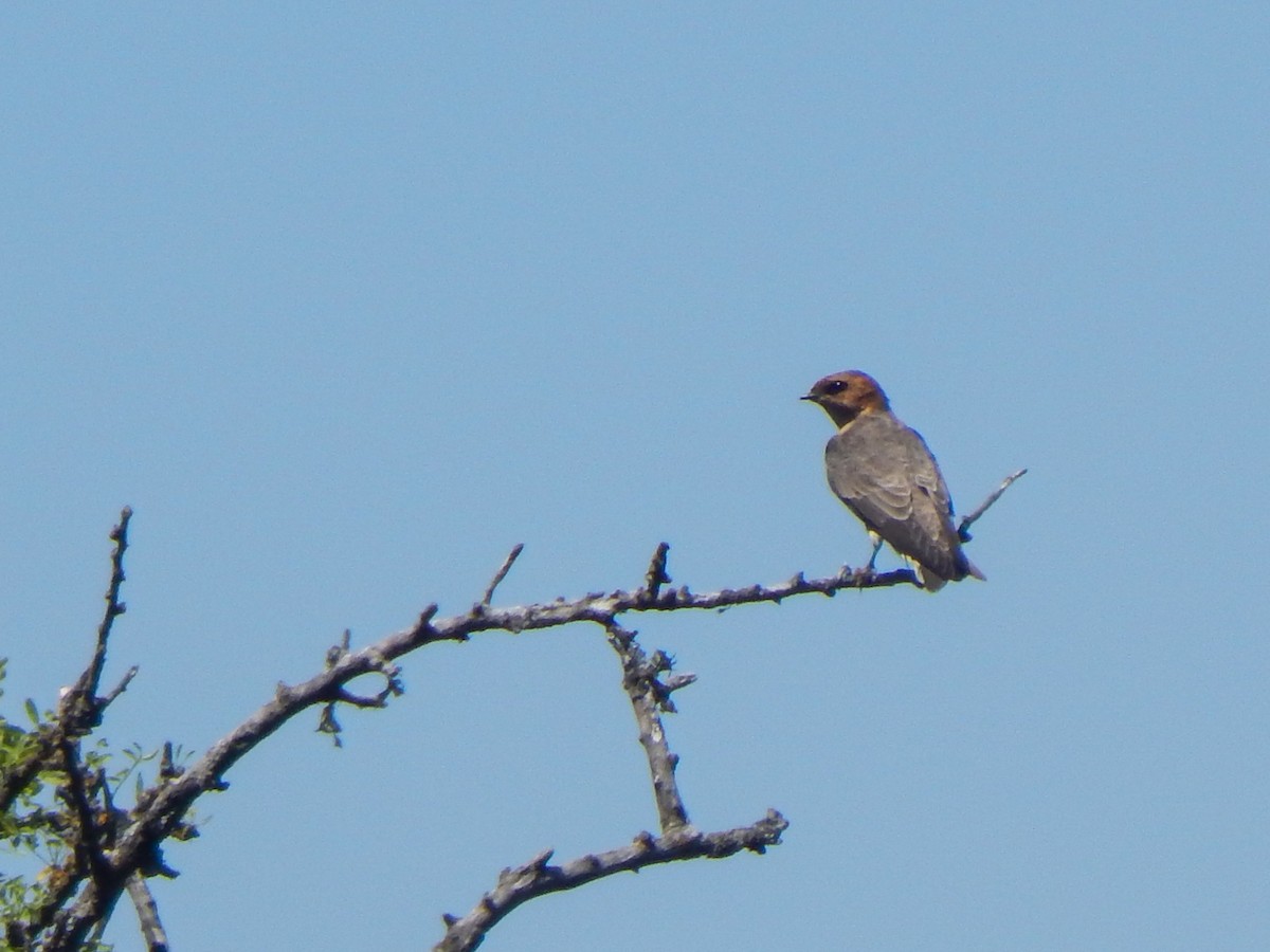 Hirondelle fardée - ML644073380