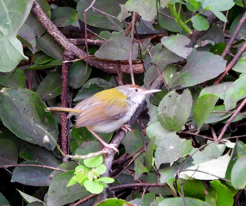 Common Tailorbird - ML644073381