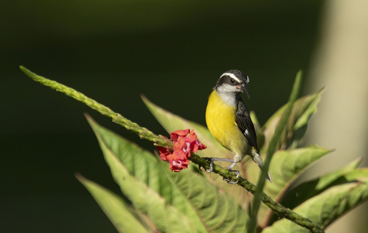 Bananaquit - ML644073382