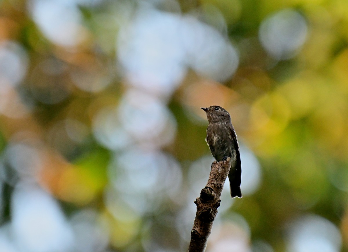 Papamoscas Siberiano - ML644073408