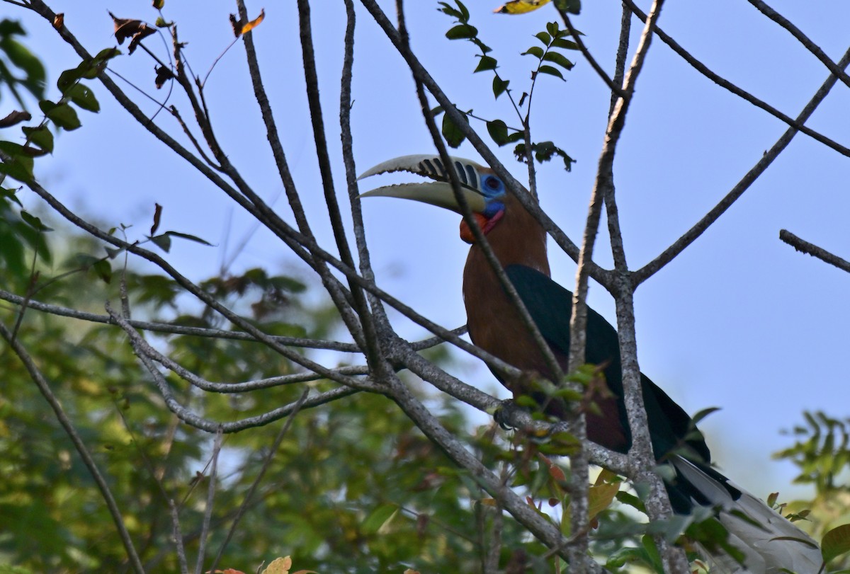 Cálao del Nepal - ML644073411