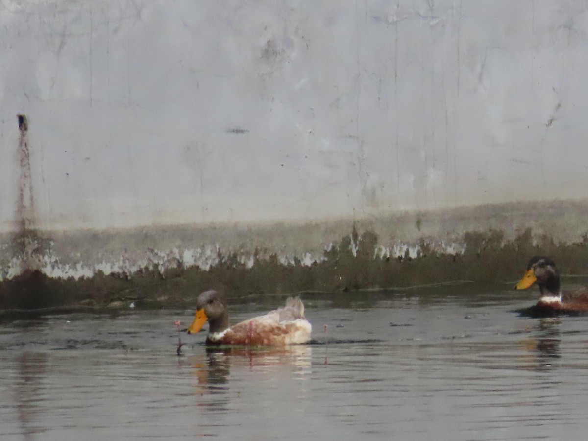 Canard colvert - ML644073415