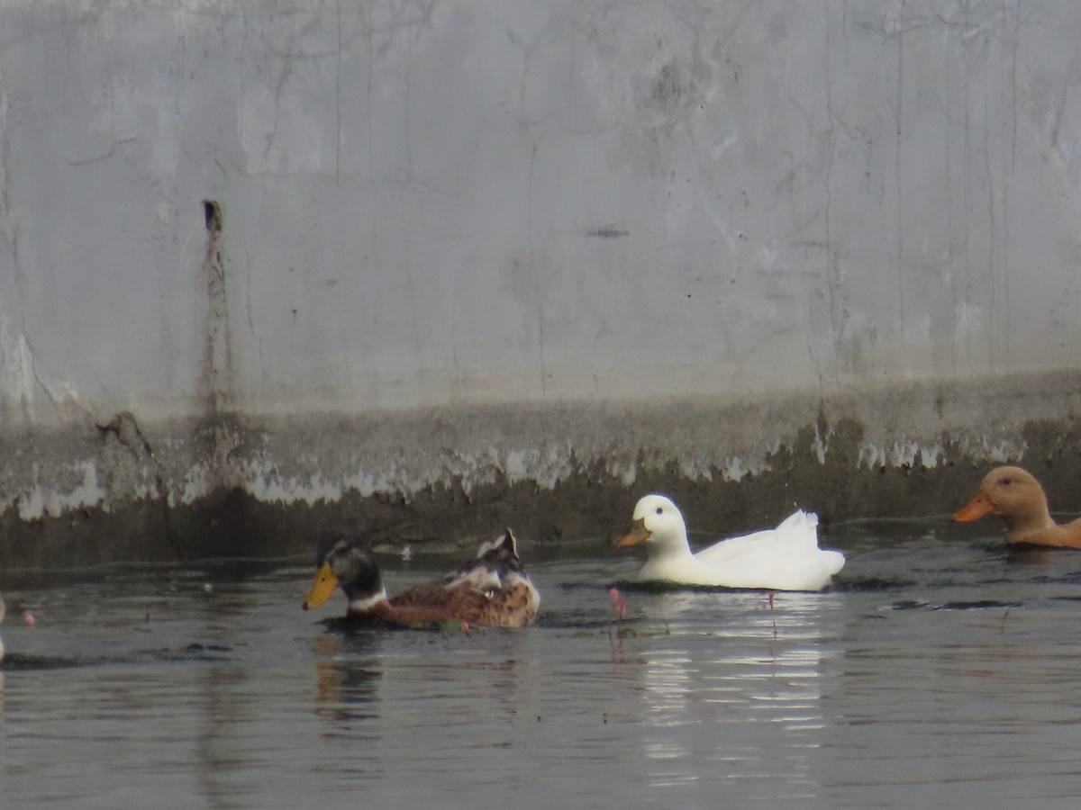 Canard colvert - ML644073418