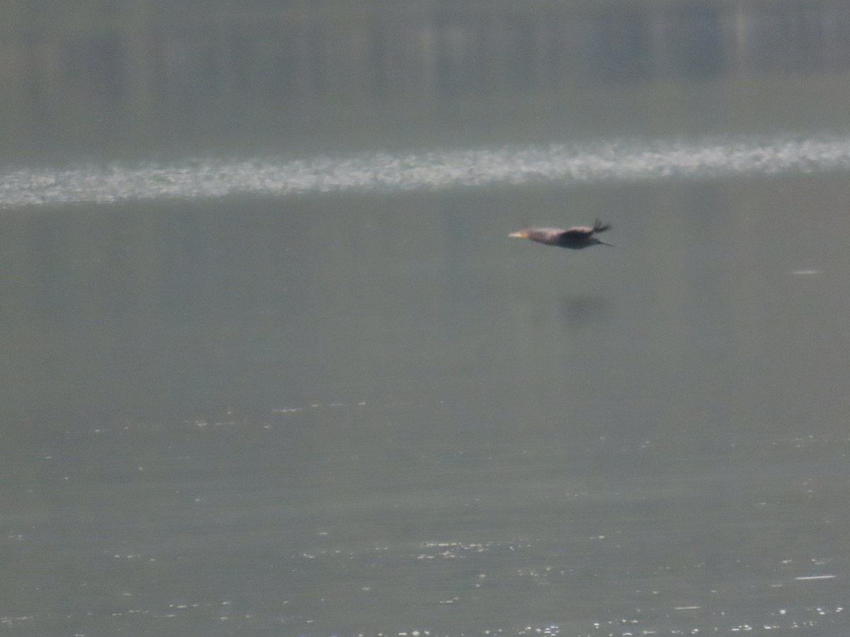 Grand Cormoran - ML644073421