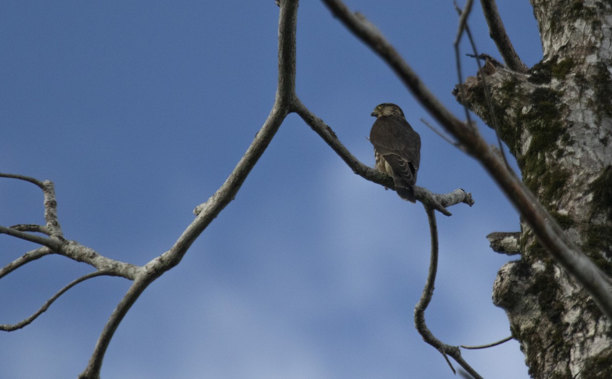 Merlin - ML644073422