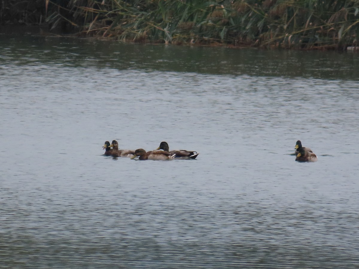 Canard colvert - ML644073430