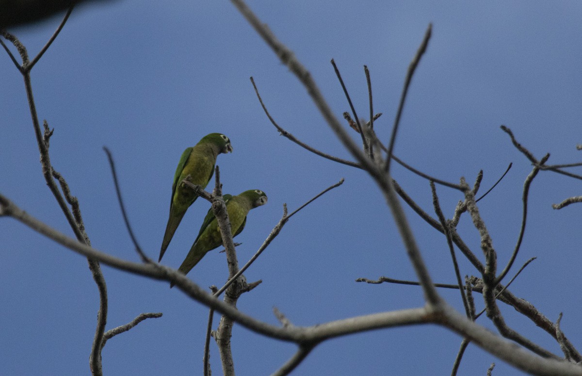 mayaparakitt - ML644073431