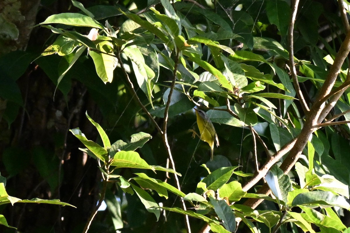 Gray-hooded Warbler - ML644073445