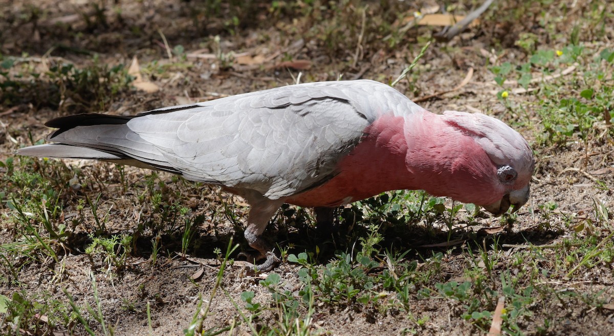 Galah - ML644073457