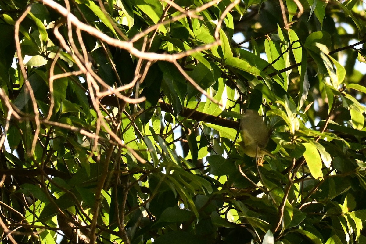 Gray-hooded Warbler - ML644073459