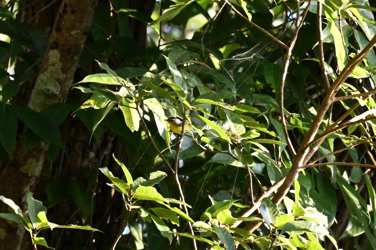 Gray-hooded Warbler - ML644073460