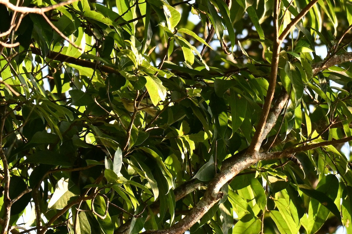 Gray-hooded Warbler - ML644073461