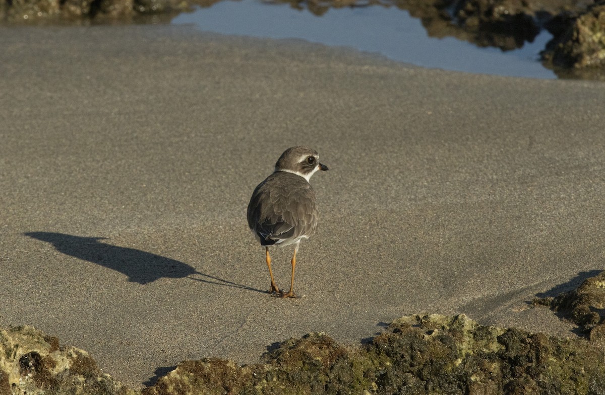 Semipalmated Plover - ML644073478