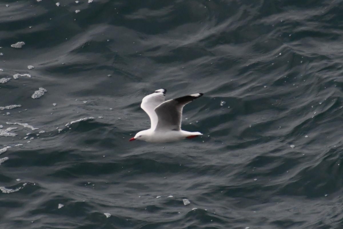 Silver Gull - ML644073486