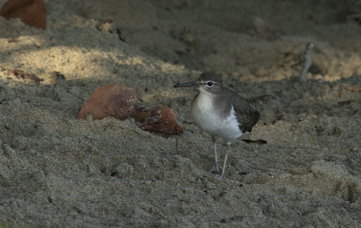 Spotted Sandpiper - ML644073491