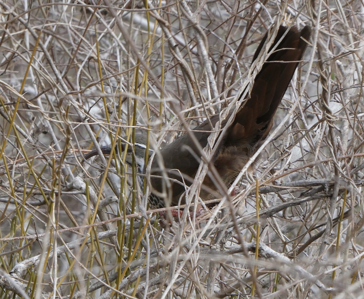 Mesito Monias - ML644073493