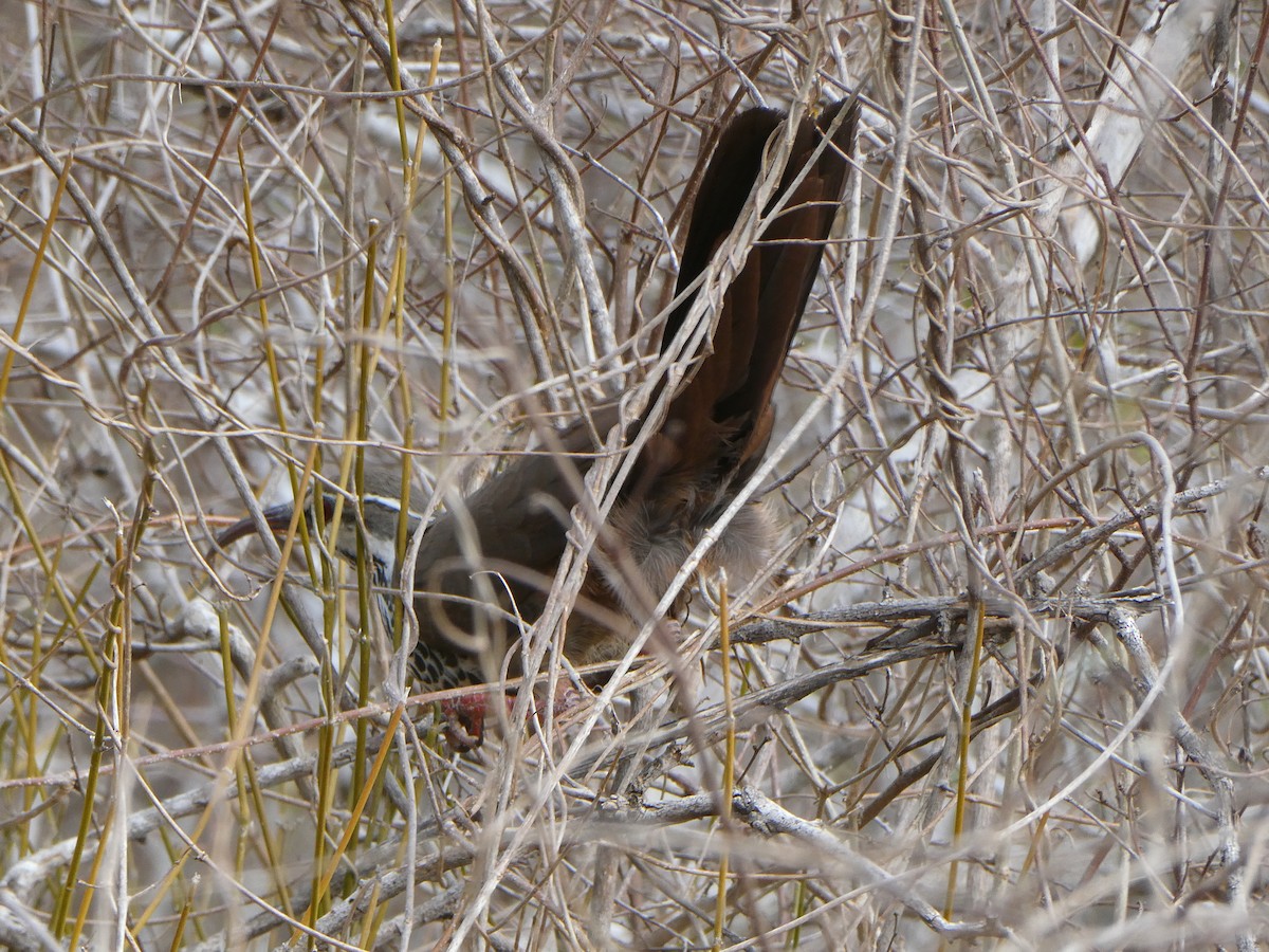 Mesito Monias - ML644073495