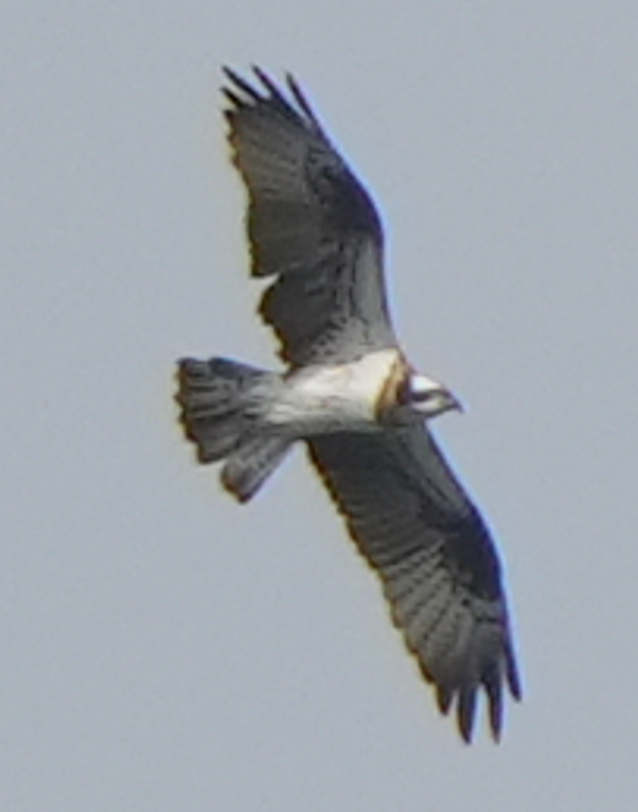 Скопа західна - ML644073520