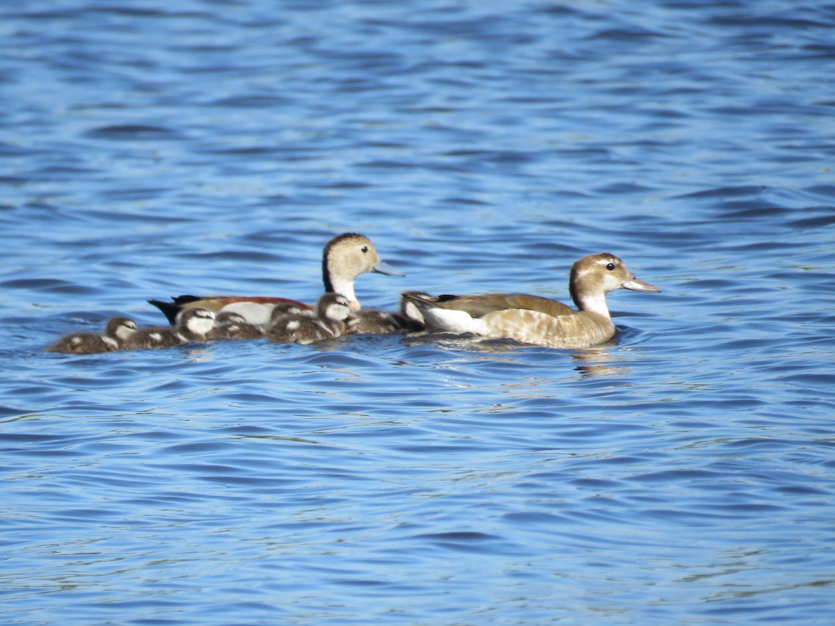 Rotschulterente - ML644073535